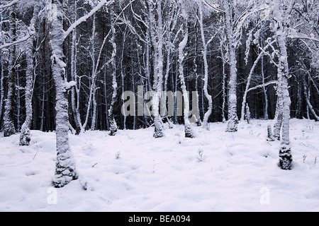 Berkenbos in de sneeuw op de Veluwe. Bosco di betulle nella neve. Foto Stock