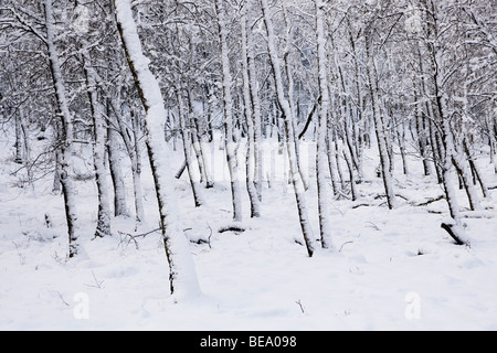 Berkenbos in de sneeuw op de Veluwe. Bosco di betulle nella neve. Foto Stock