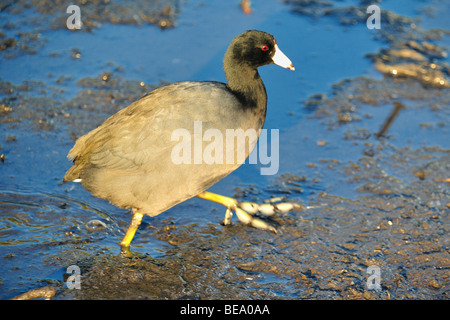 American coot bird a White Rock Lake, Dallas, Texas Foto Stock