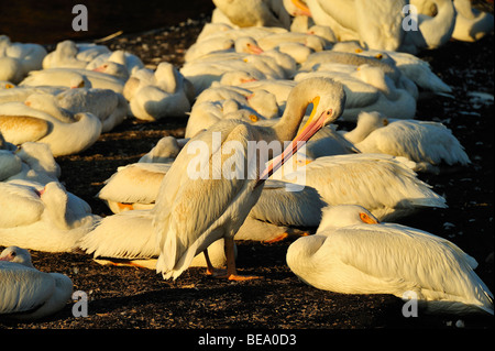 Americano bianco pelican uccelli a White Rock Lake, Dallas, Texas Foto Stock