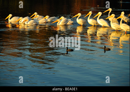 Americano bianco pelican uccelli a White Rock Lake, Dallas, Texas Foto Stock