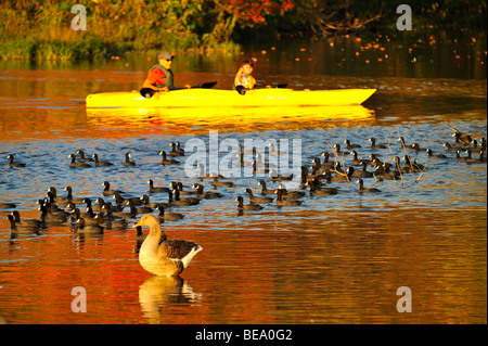 American folaga uccelli a White Rock Lake, Dallas, Texas Foto Stock