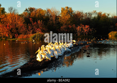 Americano bianco pelican uccelli a White Rock Lake, Dallas, Texas Foto Stock