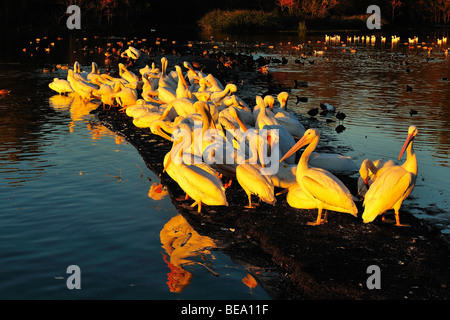 Americano bianco pelican uccelli a White Rock Lake, Dallas, Texas Foto Stock