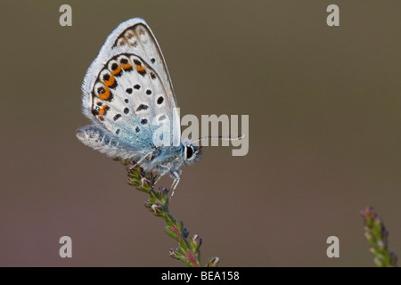 Mannetje van het Heideblauwtje; argento-costellata maschio blu Foto Stock