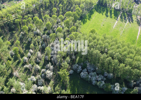 Fioritura biancospino (Crataegus monogyna) e area boschiva con pioppi (Populus sp.) dell'aria Foto Stock