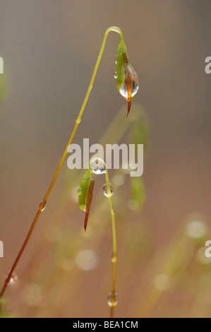 Detailopname van sporenkapsels van Gewoon sterrenmos; Swan's-collo Timo-moss Foto Stock