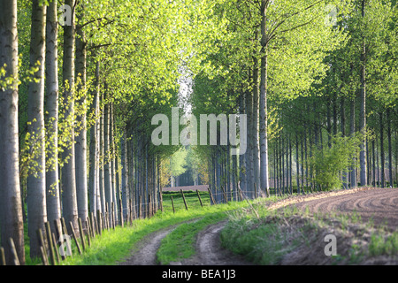 Weg langs Populieren (Populus sp.), belgi percorso lungo il Pioppo (Populus sp.), Belgio Foto Stock