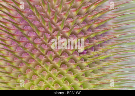 Dettaglio van Grote kaardenbol (Dipsacus fullonum), belgi dettaglio di selvatico (teasel Dipsacus fullonum), Belgio Foto Stock