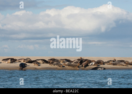 Gruppo di foche grigie di giocare e per prendere il sole sul banco di sabbia in Waddensea Foto Stock