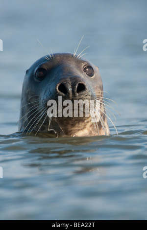 Gruppo di foche grigie di giocare e per prendere il sole sul banco di sabbia in Waddensea Foto Stock