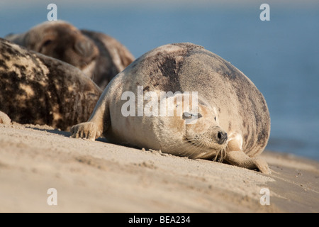Gruppo di foche grigie di giocare e per prendere il sole sul banco di sabbia in Waddensea Foto Stock