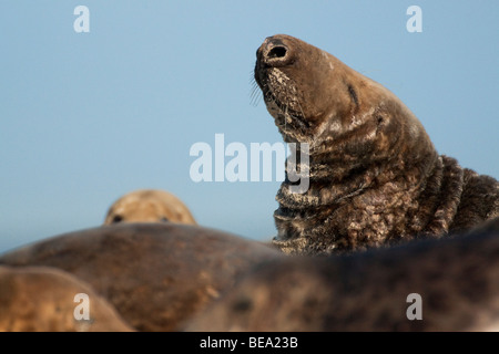 Gruppo di foche grigie di giocare e per prendere il sole sul banco di sabbia in Waddensea Foto Stock