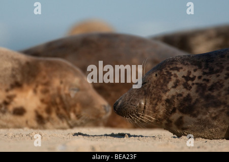 Gruppo di foche grigie di giocare e per prendere il sole sul banco di sabbia in Waddensea Foto Stock