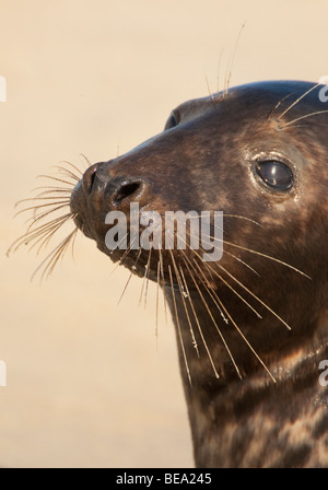 Gruppo di foche grigie di giocare e per prendere il sole sul banco di sabbia in Waddensea Foto Stock