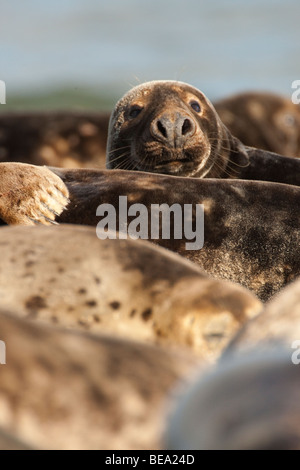 Gruppo di foche grigie di giocare e per prendere il sole sul banco di sabbia in Waddensea Foto Stock
