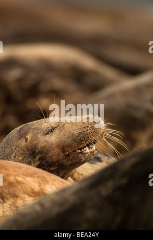 Gruppo di foche grigie di giocare e per prendere il sole sul banco di sabbia in Waddensea Foto Stock
