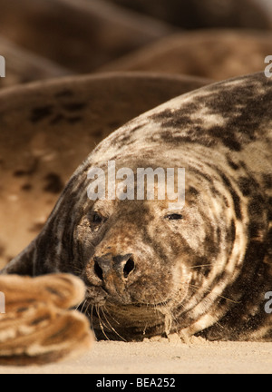 Gruppo di foche grigie di giocare e per prendere il sole sul banco di sabbia in Waddensea Foto Stock