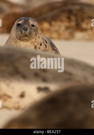 Gruppo di foche grigie di giocare e per prendere il sole sul banco di sabbia in Waddensea Foto Stock