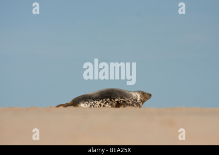 Gruppo di foche grigie di giocare e per prendere il sole sul banco di sabbia in Waddensea Foto Stock