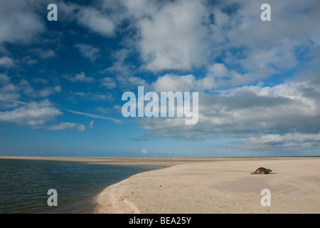 Gruppo di foche grigie di giocare e per prendere il sole sul banco di sabbia in Waddensea Foto Stock