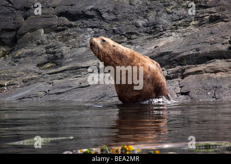 Stellare femmina sea lion seduto su una roccia Foto Stock