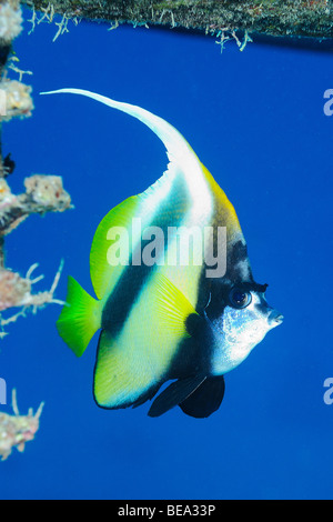 Mar Rosso bannerfish, Mar Rosso Foto Stock