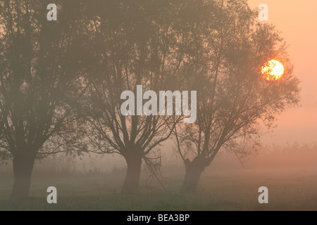 Rij van knotwilgen (Salix sp.) bij zonsopgang en mist, Belgi fila di pollard salici (Salix sp.) con sunrise e la nebbia, Belgio Foto Stock