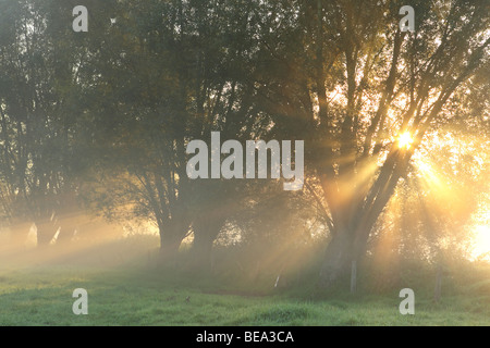 Rij van knotwilgen (Salix sp.) bij zonsopgang en mist, Belgi fila di pollard salici (Salix sp.) con sunrise e la nebbia, Belgio Foto Stock