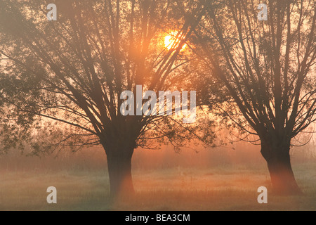 Rij van knotwilgen (Salix sp.) bij zonsopgang en mist, Belgi fila di pollard salici (Salix sp.) con sunrise e la nebbia, Belgio Foto Stock