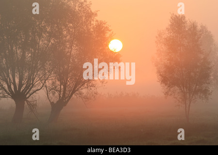 Rij van knotwilgen (Salix sp.) bij zonsopgang en mist, Belgi fila di pollard salici (Salix sp.) con sunrise e la nebbia, Belgio Foto Stock