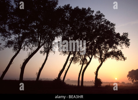 Populierenrij (Populus sp.) bij zonsopgang, Damme, Belgi filare di pioppi (Populus sp.) all'alba, Damme, Belgio Foto Stock