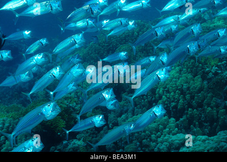 Scuola Indiana di sgombro pesce, off Marsa Alam, Mar Rosso, Egitto Foto Stock