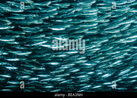 Scuola di hardyhead silverside, off Marsa Alam, Mar Rosso, Egitto Foto Stock