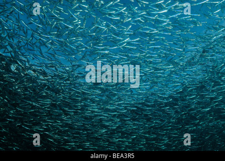 Scuola di hardyhead silverside, off Marsa Alam, Mar Rosso, Egitto Foto Stock