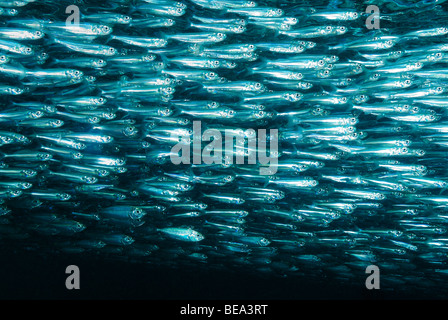 Scuola di hardyhead silverside, off Marsa Alam, Mar Rosso, Egitto Foto Stock