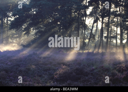 Natuurreservaat Kalmthoutse Heide, Kalmthout, Belgi Kalmthoutse Heide Riserva Naturale, Kalmthout, Belgio Foto Stock