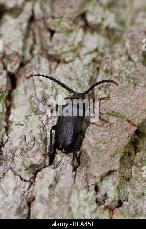 Lederboktor op oude eik; Tanner Sawyer Beetle sulla vecchia quercia Foto Stock