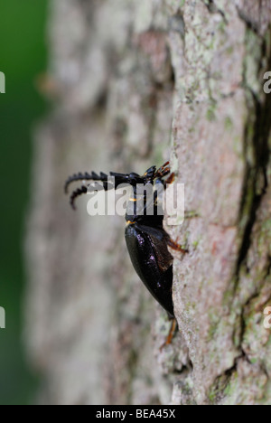 Lederboktor op oude eik; Tanner Sawyer Beetle om quercia antica Foto Stock