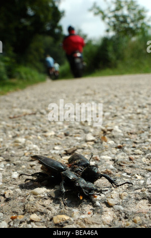 Overreden vliegend hert vrouwtje op fietspad; stag beetle correva su sul ciclismo-via Foto Stock