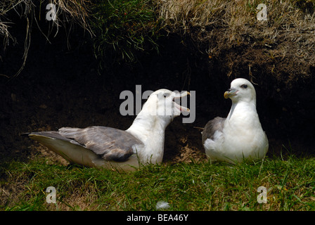 Coppia di Fulmars sul nido, Fetlar, isole Shetland, Scozia Foto Stock