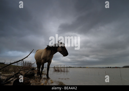 Konik op strand van de Klompenwaard; konik sulla spiaggia in Klompenwaard Foto Stock