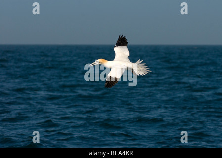 Jan van Gent; northern gannet; Foto Stock