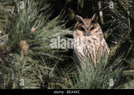 Ransuil; Asio otus; Gufo comune; Foto Stock