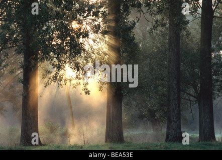 Fila di pioppi (Populus sp.) con raggi solari, la mattina presto e la valle del marchio, Belgio Foto Stock