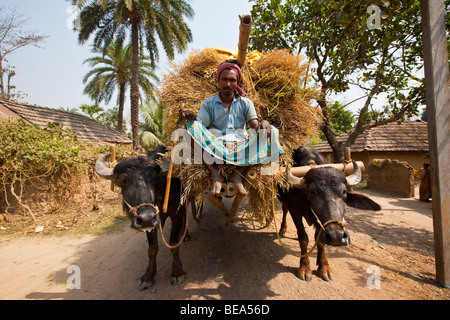 L'agricoltore indiano riding ox carrello pieno di grano in Pandua nelle zone rurali di Stato del Bengala India Foto Stock