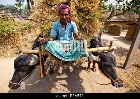 L'agricoltore indiano riding ox carrello pieno di grano in Pandua nelle zone rurali di Stato del Bengala India Foto Stock