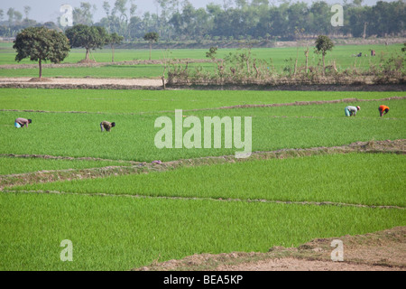 Le persone che lavorano in un campo di riso vicino Malda in stato del Bengala India Foto Stock
