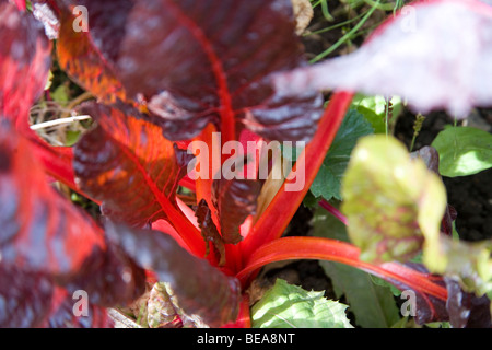 Bietola rossa crescente sul riparto Foto Stock