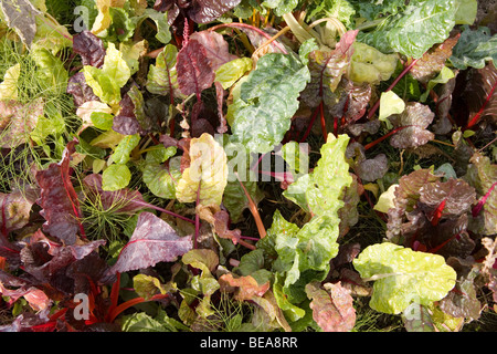 Coltivazione di verdure sul riparto Foto Stock
